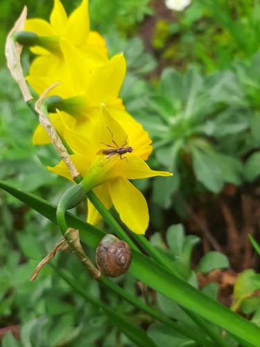 Hygromia cinctella