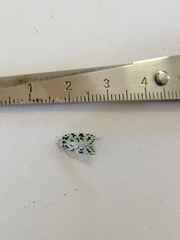 Izatha peroneanella