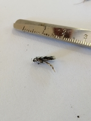 Izatha peroneanella