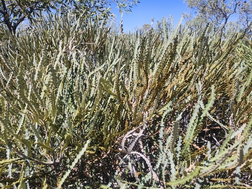 Banksia candolleana, photograph 5