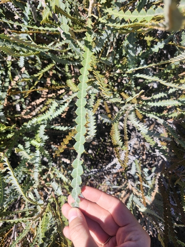 Banksia candolleana, photograph 6