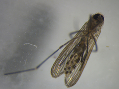 Culex pervigilans
