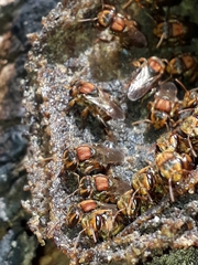 Scaptotrigona hellwegeri