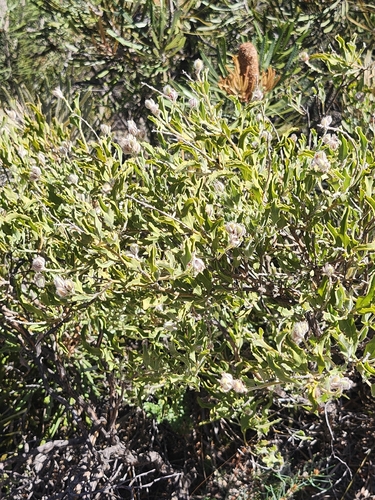 holly pea (Jacksonia floribunda)