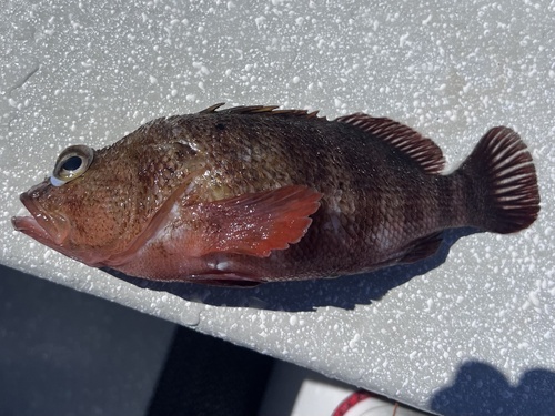 Wilson's seaperch (Hypoplectrodes wilsoni) — Serranidae — 3