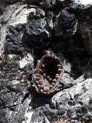 Scaptotrigona hellwegeri