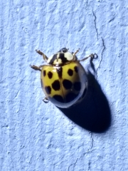 Harmonia axyridis