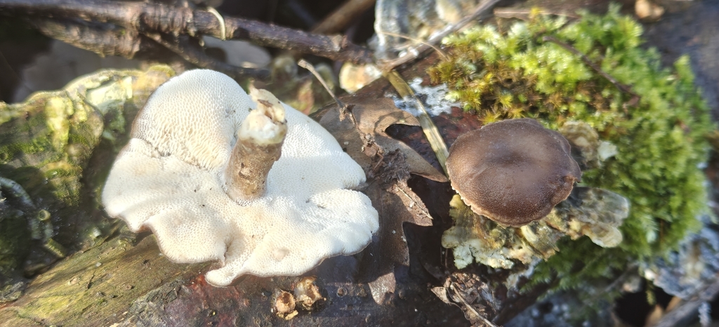 Lentinus brumalis · March 2026 · photo: © stuartfraser (iNaturalist, cc-by)