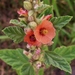 Latin Globemallow - Photo (c) Verónica André, some rights reserved (CC BY-NC), uploaded by Verónica André