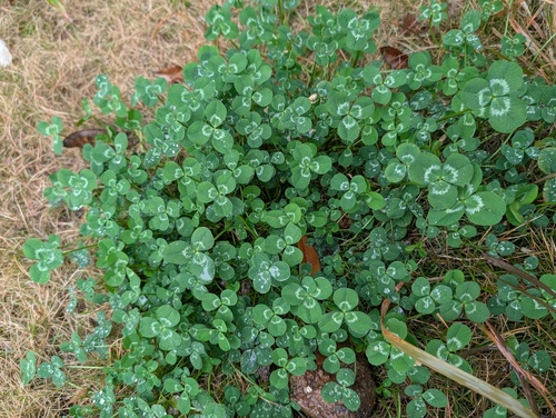 white clover
