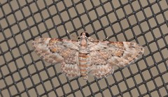 Sigilliclystis insigillata