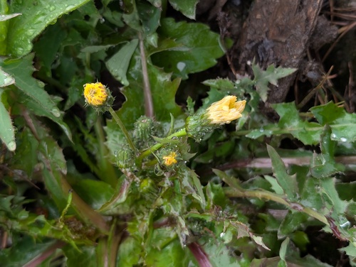 Common Sow-thistle