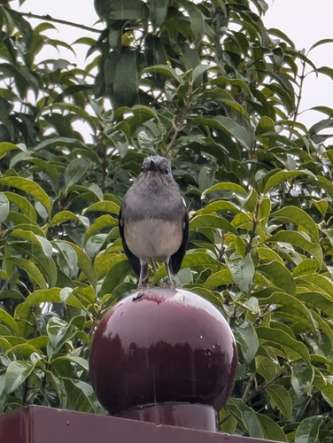 Oriental Magpie-Robin