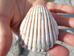 Trachycardium procerum