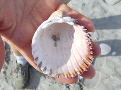 Trachycardium procerum