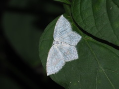 Leucodrepana serratilinea