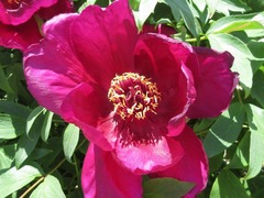 Paeonia × suffruticosa
