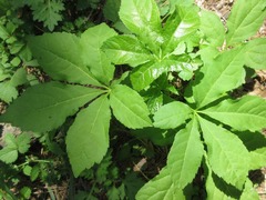 Eleutherococcus sessiliflorus