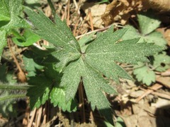 Ranunculus japonicus