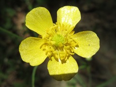 Ranunculus japonicus