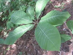Magnolia obovata