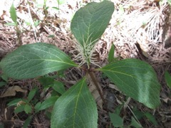 Chloranthus fortunei