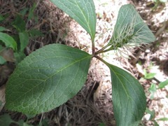 Chloranthus fortunei