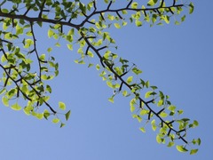 Ginkgo biloba