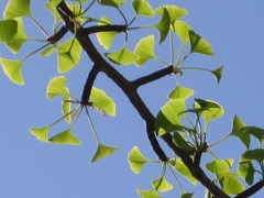 Ginkgo biloba
