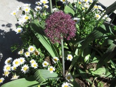 Allium