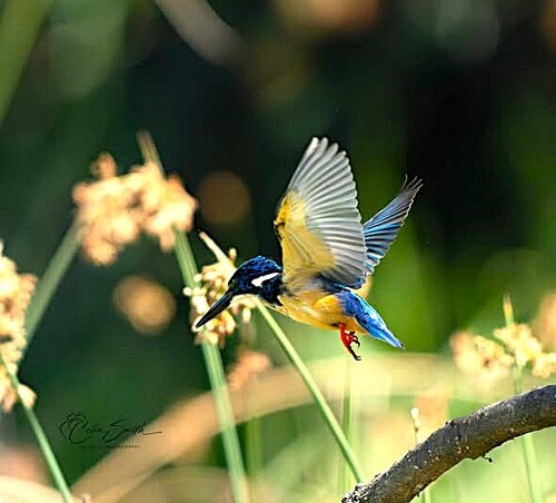 Half-collared Kingfisher (Alcedo semitorquata), photo 4