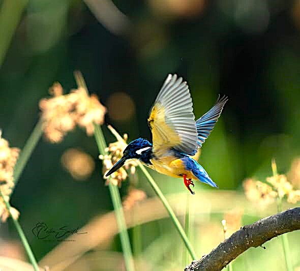 Half-collared Kingfisher (Alcedo semitorquata), photo 4