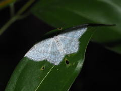Leucodrepana serratilinea
