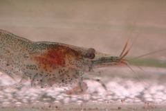 Neocaridina