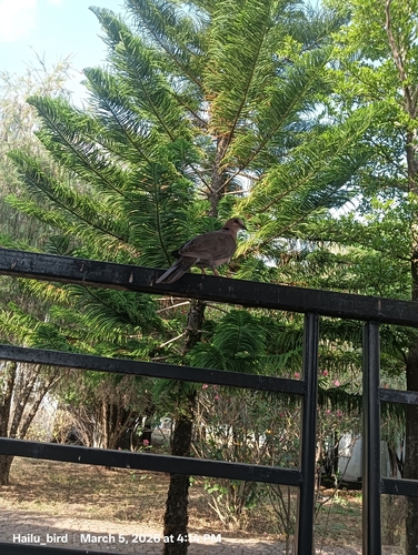 Red-eyed Dove