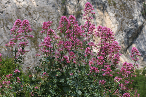 Red Valerian