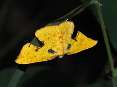 Corymica spatiosa