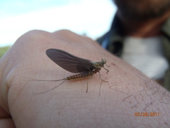 Ephemerella subvaria