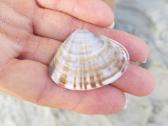 Tivela