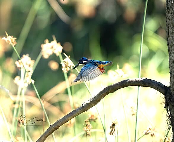 Half-collared Kingfisher (Alcedo semitorquata), photo 5