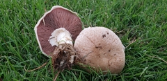 Agaricus incultorum