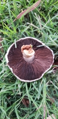 Agaricus incultorum