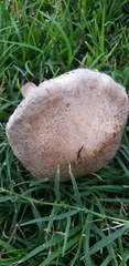 Agaricus incultorum