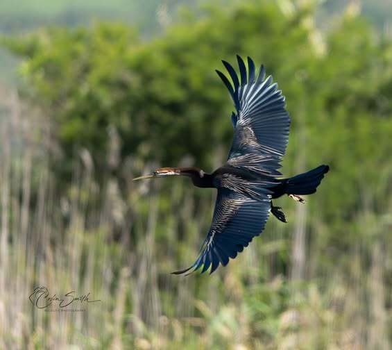 African darter flying over reeds with wings spread wide
