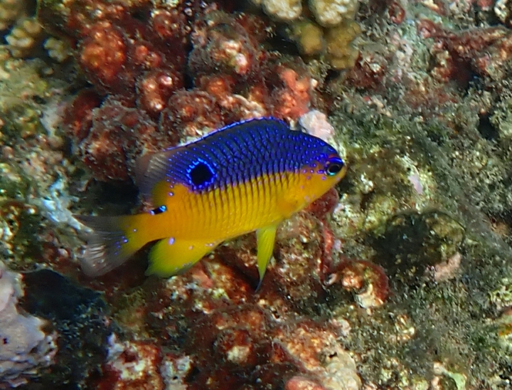 Photo de Demoiselle a flancs jaunes (Stegastes flavilatus)