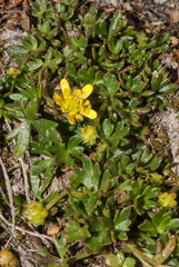 Ranunculus glabrifolius