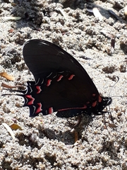 Mimoides thymbraeus aconophos