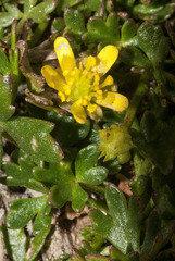 Ranunculus glabrifolius