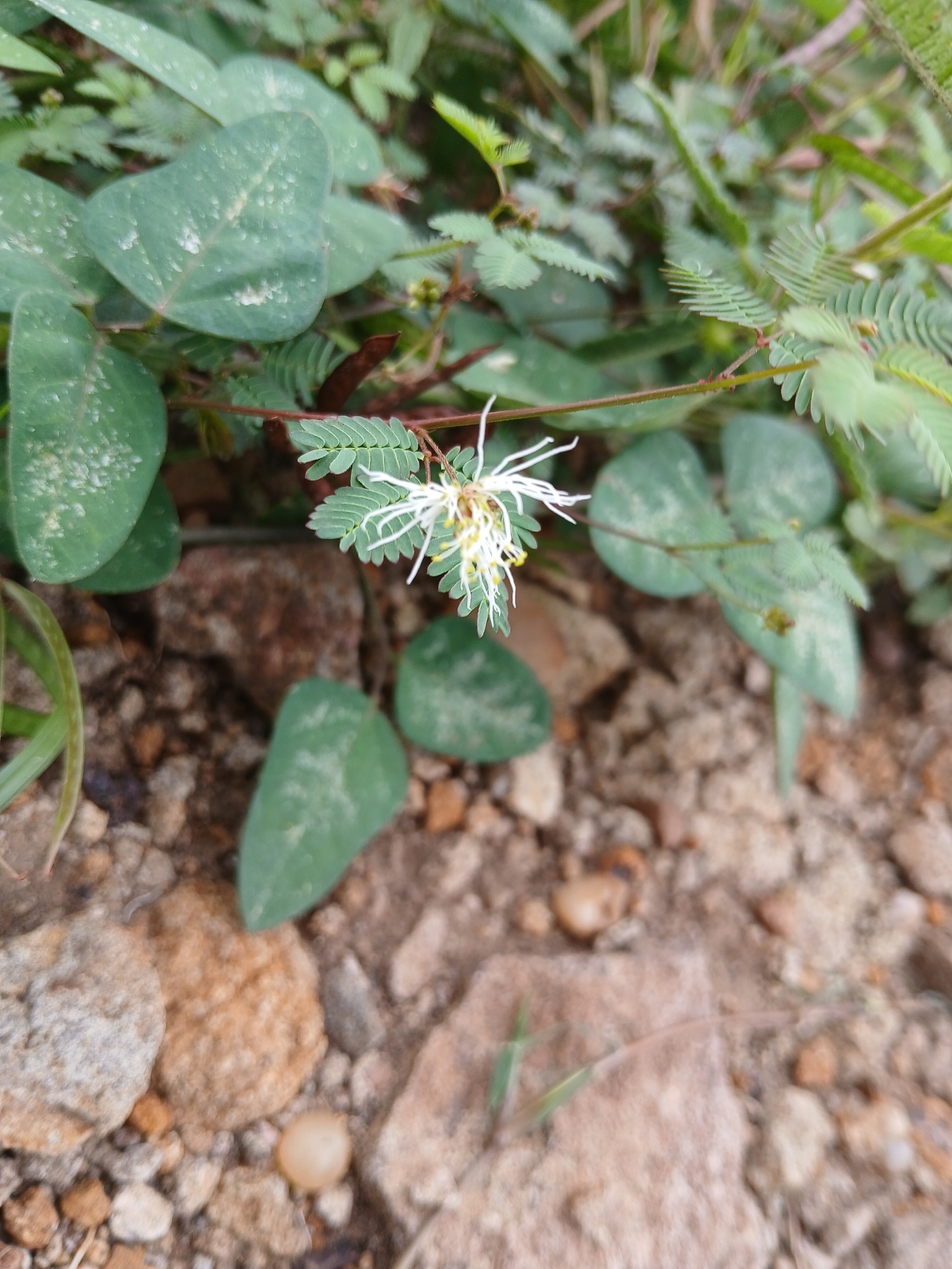 Wild Tantan (Desmanthus acuminatus)