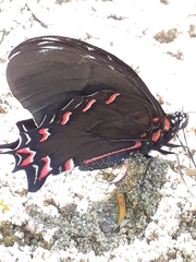 Mimoides thymbraeus aconophos